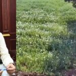 दुर्ग में अफीम की खेती मामले में बड़ी कार्रवाई, कृषि विस्तार अधिकारी निलंबित, पटवारी और सर्वेयर पर गाज