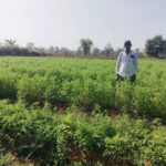 मसाला क्षेत्र विस्तार योजना से बढ़ रहा मसाले की खेती में रुचि, किसानों की आय में भी हो रही वृद्धि