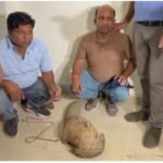 पैंगोलिन तस्करी का बड़ा खुलासा: रायपुर के झुग्गी से 50 करोड़ का पैंगोलिन बरामद, 2 गिरफ्तार