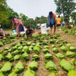 सुकमा में तेंदूपत्ता संग्रहण में नई रफ्तार, 35 हजार बोरे से अधिक पत्तियों का हुआ संग्रहण!