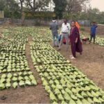 हरा सोना संग्राहकों की आय बढ़ाने के लिए छत्तीसगढ़ सरकार का बड़ा कदम, तेंदूपत्ता संग्रहण दर में वृद्धि