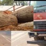 कोंडागांव में वन विभाग की बड़ी लापरवाही! प्रतिबंधित आम और सेमल की तस्करी में शामिल गाड़ियों को बिना कार्रवाई के छोड़ा, SDO की भूमिका पर उठे सवाल