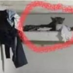 मनेन्द्रगढ़ में घर में घुसा तेंदुआ, परिवार में मची अफरा-तफरी; वन विभाग ने किया रेस्क्यू