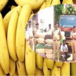 महासमुंद में 4.56 करोड़ का गांजा जब्त, केले की आड़ में तस्करी, आरोपी गिरफ्तार