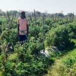 राष्ट्रीय कृषि विकास योजना से लाभ: दुबेलाल की ग्राफ्टेड टमाटर खेती से बढ़ा मुनाफा!