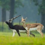 छत्तीसगढ़ का बारनवापारा अभयारण्य बना काले हिरणों के पुनर्जीवन का प्रतीक, प्रधानमंत्री मोदी ने ‘मन की बात’ में सराहा