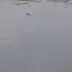 कोरबा में खदान कर्मचारी की लाश तालाब में तैरती मिली, इलाके में मची खलबली