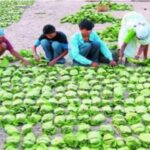 छत्तीसगढ़ में तेंदूपत्ता का समर्थन मूल्य 5,500 रुपये, देश में सबसे ज्यादा