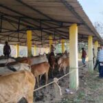 बीजापुर में पशु तस्करी का बड़ा खुलासा! 171 मवेशियों के साथ 9 तस्कर गिरफ्तार, तेलंगाना ले जाने की थी तैयारी