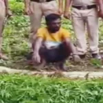 कांकेर में अरहर के बीच छिपाकर उगा रहा था गांजा, पुलिस की दबिश में खुला बड़ा राज; 4 लाख से ज्यादा के पौधे जब्त
