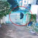 कुत्तों के झुंड ने भालू को दौड़ाया, दुम दबाकर भागे दोनों! कांकेर का VIDEO देख दहशत में लोग