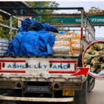 रायपुर में गांजा तस्करी का बड़ा खुलासा! ट्रक से 19 लाख का माल बरामद, पश्चिम बंगाल के दो आरोपी गिरफ्तार