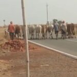 सिरपुर – राजाडीह बॉर्डर बना मवेशी तस्करों का कॉरिडोर..